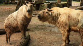 takin čínský1